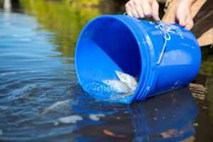 A bucket of hatchery reared common snook are released by Mote scientists.