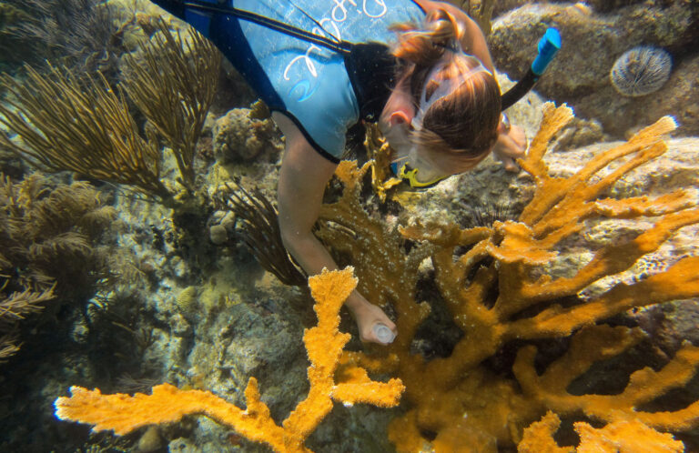 Dr. Erinn Muller conducts research on elkhorn coral
