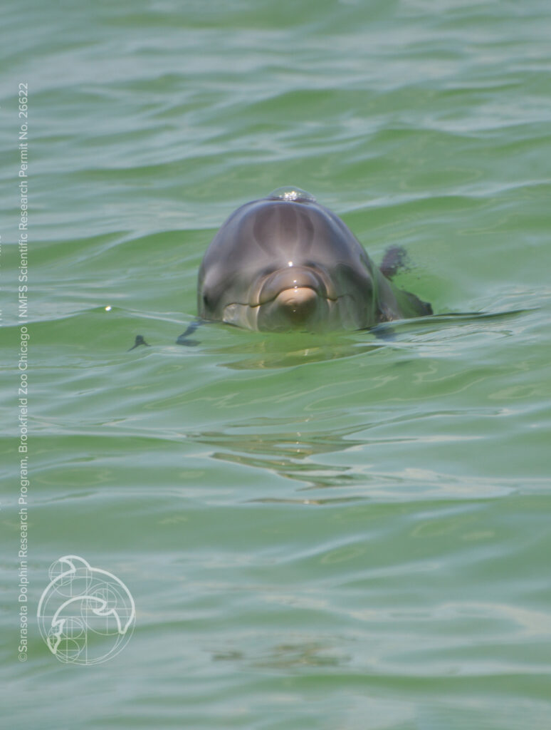 Front view of dolphin 1654 with its face out of the water, photographed on July 12, 2023 by the Sarasota Dolphin Research Program