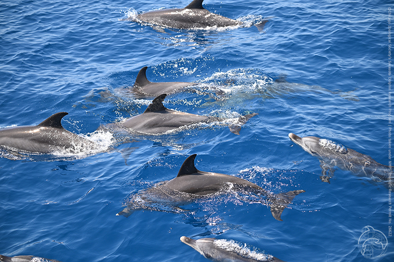 A group of Sarasota Bay dolphins swimming in blue water at the surface with their dorsal fins above water