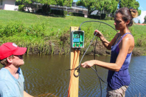 Mote scientists use an antenna array along a creek to monitor released, hatchery-raised sportfish.