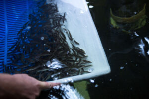 Juvenile snook being raised at Mote Aquaculture Research Park