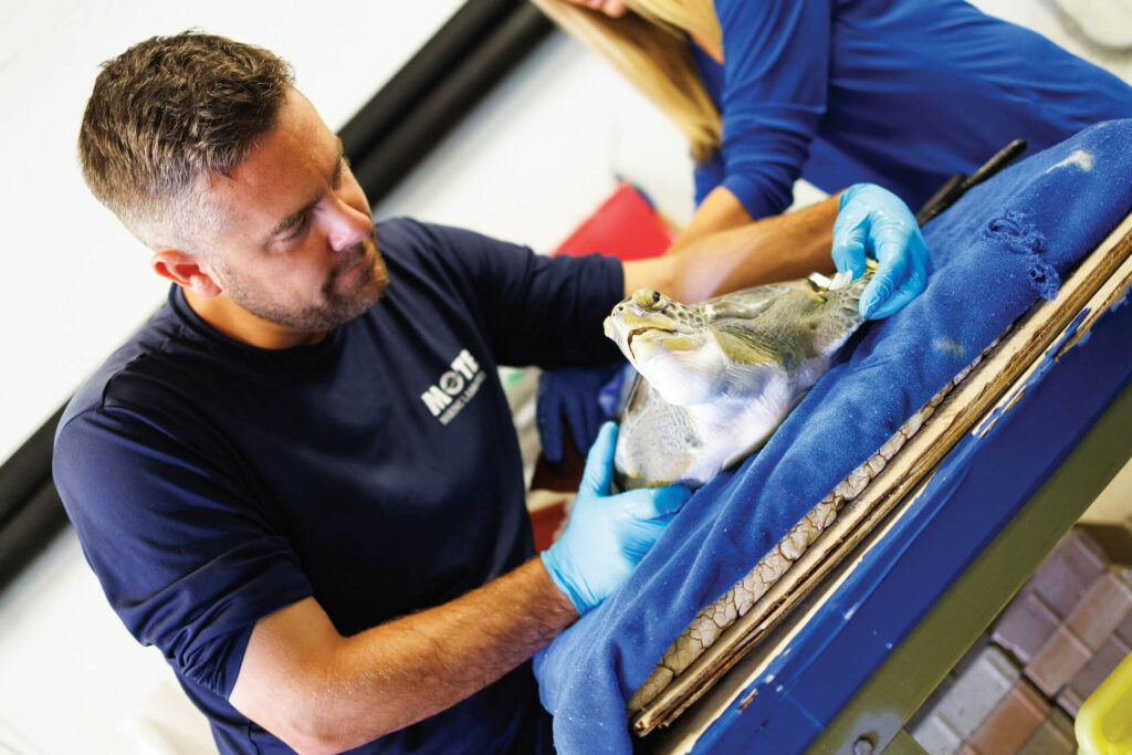 Marine Animal Rescue & Rehabilitation | Mote Marine Laboratory & Aquarium
