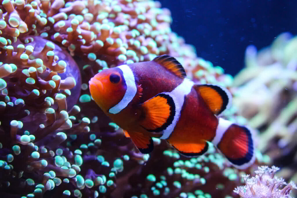 Common Clownfish