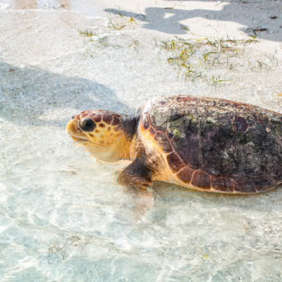 Release of Loggerhead Sea Turtle "O-H" off Anna Maria Island