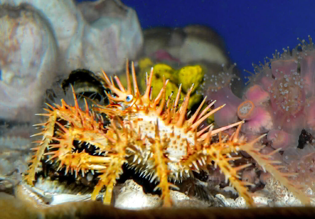 Public domain via: https://commons.wikimedia.org/wiki/File:Paralithodes_californiensis_3.jpg