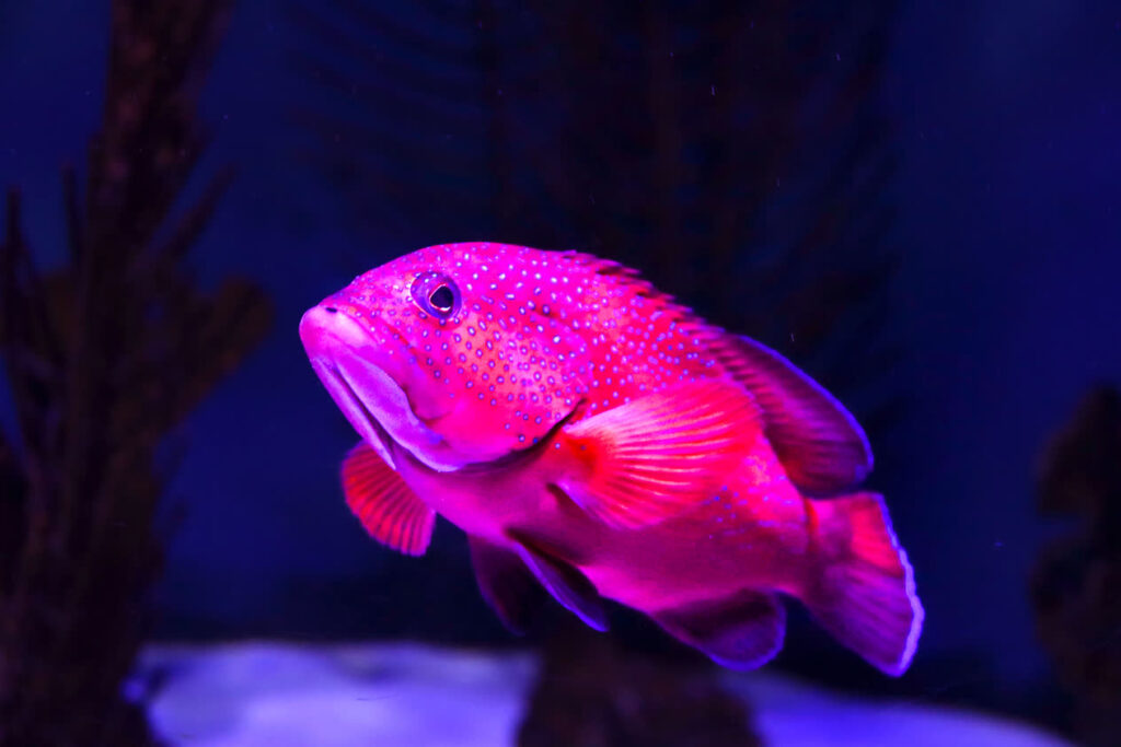 My complete revised and edited photos from the fall term as photography intern. These photos include multiple fish, otters, Cecil, Buffet, seahorses, crabs, and more.