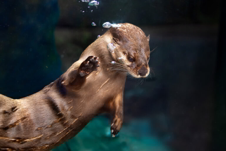 A river otter swimming underwater.