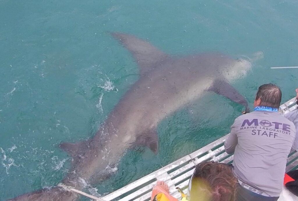 A large shark is briefly held near Mote's research vessel before being released during the process of Mote's conservation focused research.