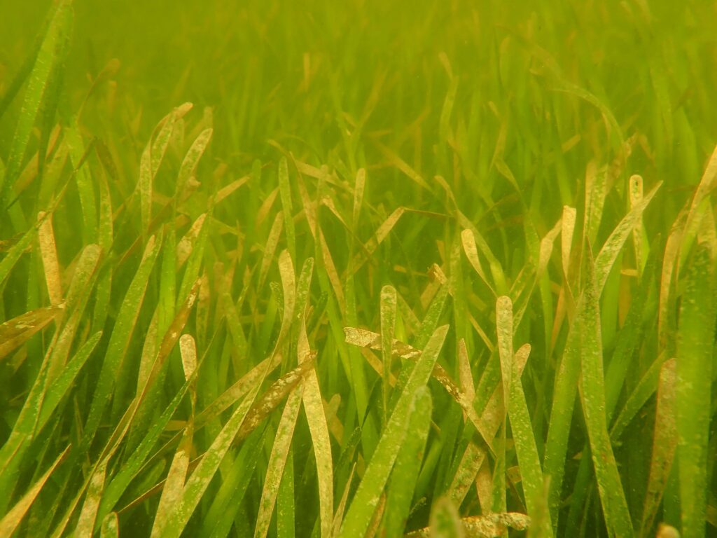Green seagrass waving underwater.
