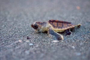 A loggerhead turtle hatchling crawls toward the water.