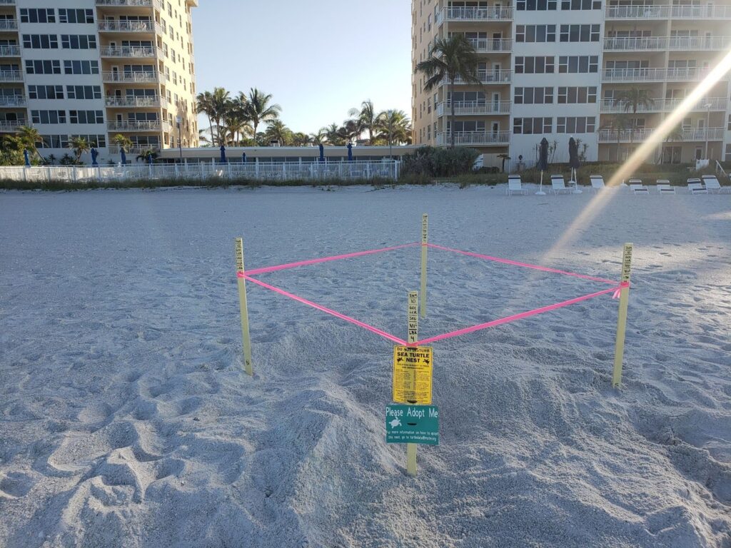 A sea turtle nest marked with yellow wooden stakes, pink flagging tape and signs about protecting turtles