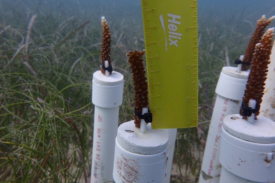 Corals near seagrasses during Mote field study. Credit: Dr. Emily Hall/Mote Marine Laboratory