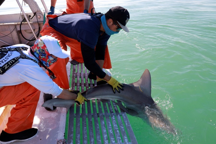 Photo: A shark is caught, tagged and released by Mote scientists and partners. Credit: Cameron McPhail/Mote Marine Laboratory
