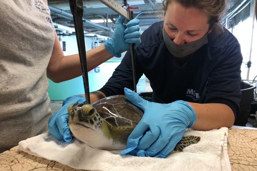 A green sea turtle is being measured prior to release
