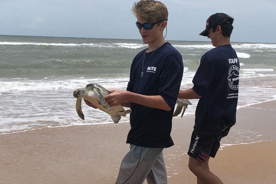 Mote's team releasing green sea turtles into the Atlantic Ocean from Flagler Beach