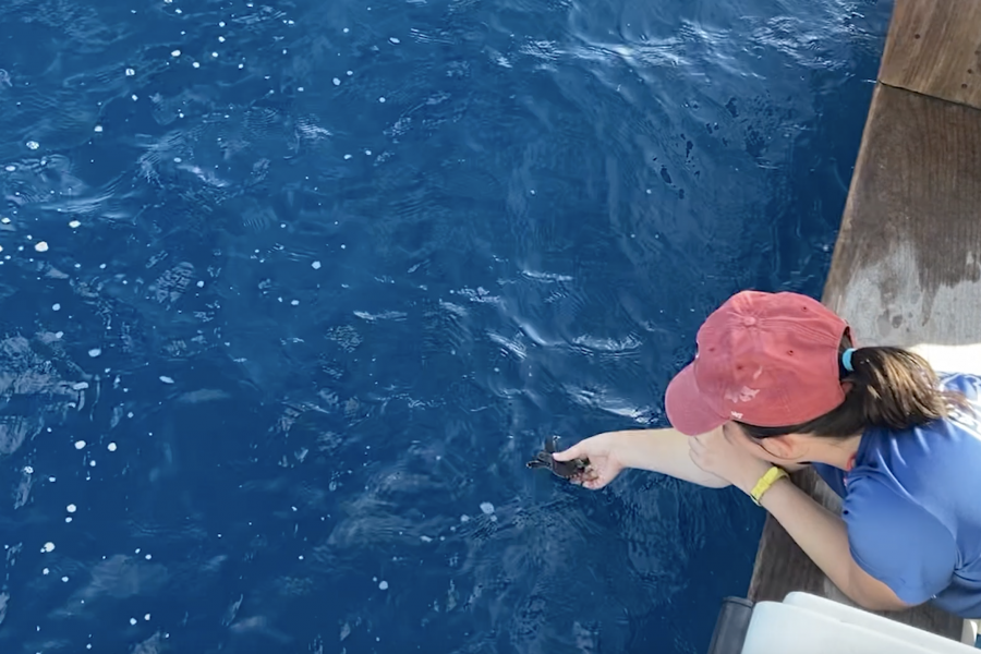 Mote staff release hatchlings offshore