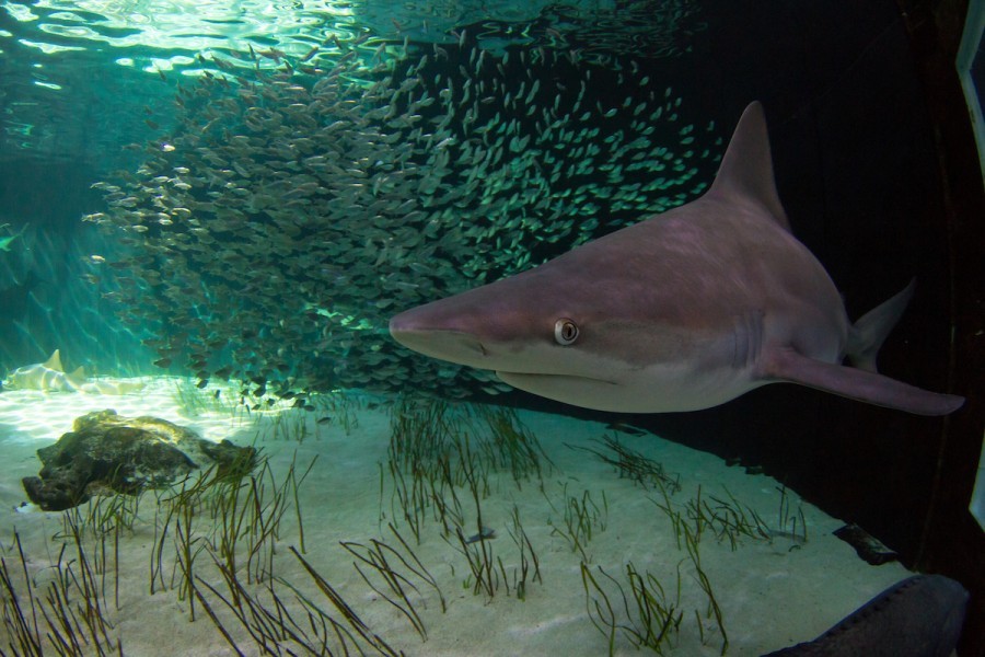 Shark swimming in tank