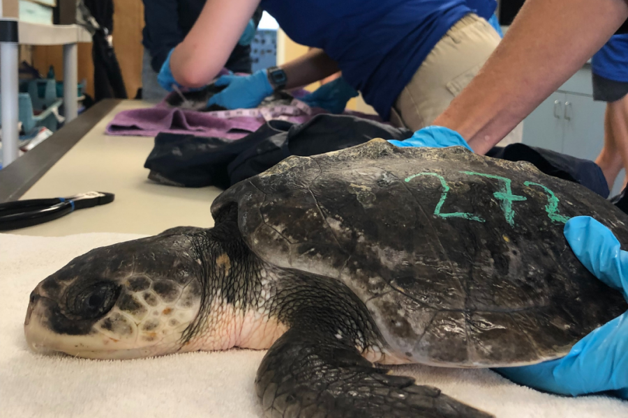 Mote welcomes new sea turtle patients | Mote Marine Laboratory & Aquarium