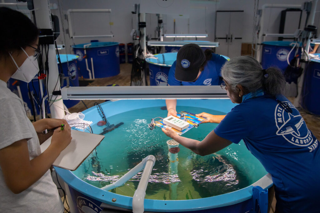 Mote scientists lean over a large research tank system called a mesocosm during a. a previous red tide mitigation experiment.