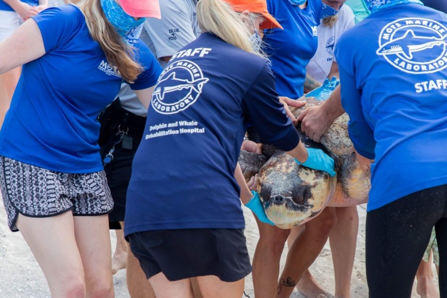 A rehabilitated sea turtle is released by Mote Marine Laboratory staff.