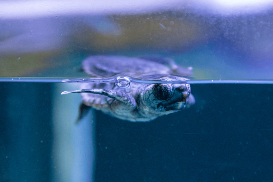 Baby sea turtle hatching swimming in one of Mote's sea turtle hospital tanks.