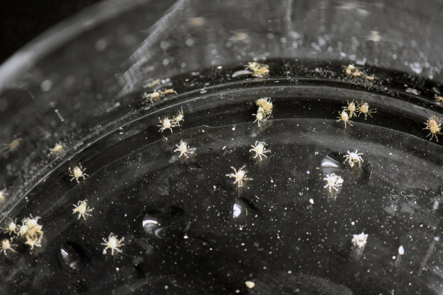 Baby Caribbean king crabs in a bowl at Mote's Keys campus.