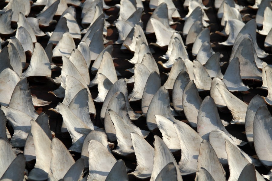 Shark fins, credit Stan Shea