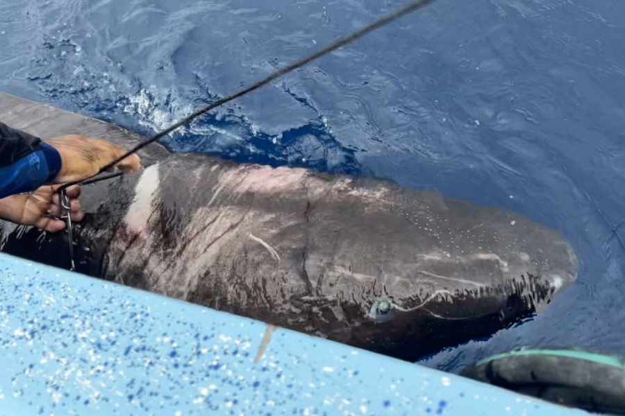 Greenland shark caught near coral reef in Belize, Credit Devanshi Kasana