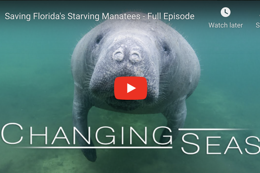 Screen shot of a manatee as part of the Saving Florida's Starving Manatee episode