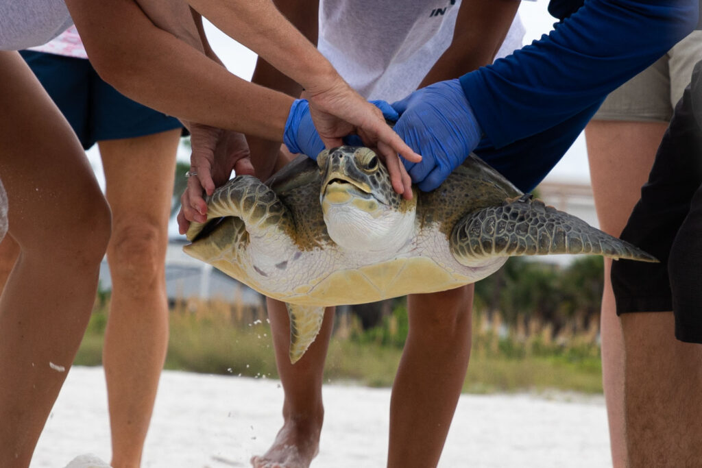 Mote staff carry Waves the sea turtle toward the water to release the turtle after rehabilitation.
