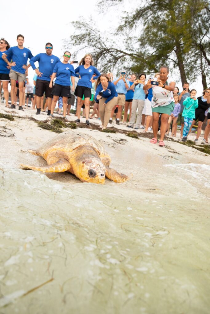 Loggerhead turtle Valerie is released from Anna Maria Island on May 30, 2023, by Mote and Florida Aquarium staff.
