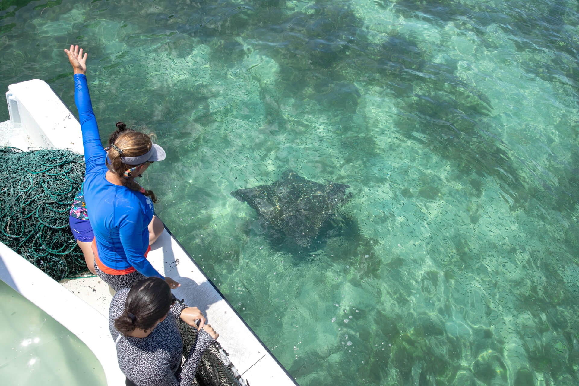 Kim Bassos-Hull at Mote Marine Laboratory and her colleagues release a spotted eagle ray that was tagged and sampled for research to support conservation.