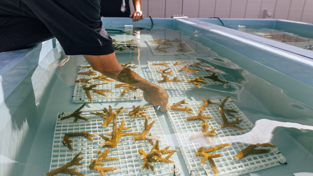 Corals being grown by Mote Marine Laboratory at our Key Largo Coral Nursery on the property of Reefhouse Resort & Marina