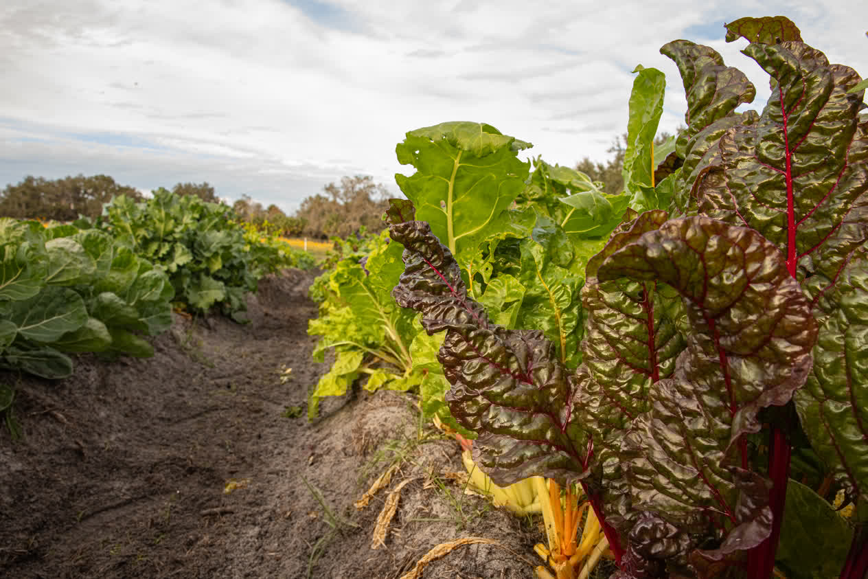 A photo of Swiss chard grown by the Beginning Farmer Education Program.