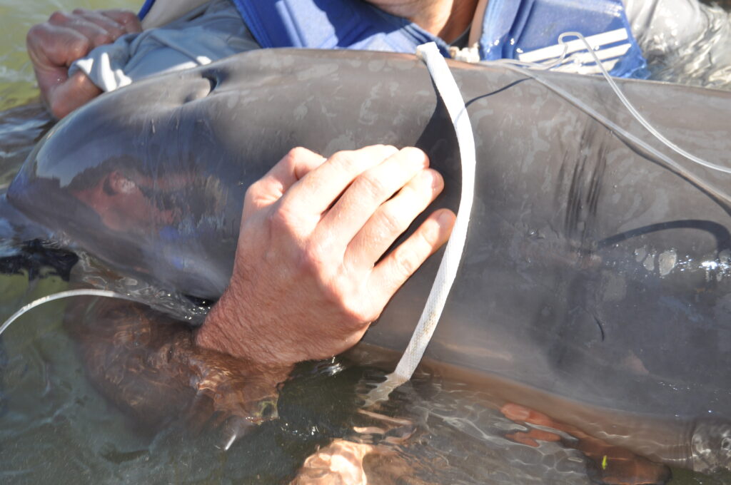 Entangled dolphin calf is rescued by Mote and NOAA.