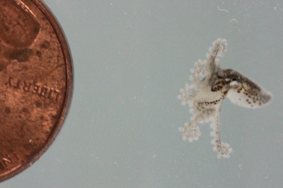 A baby Caribbean reef octopus next to a penny for size reference.