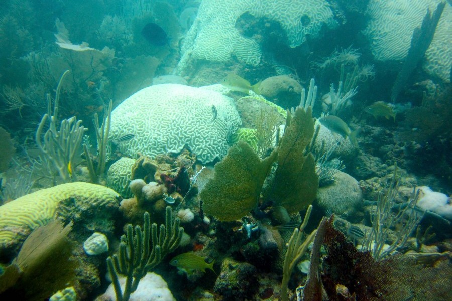 Mote scientists will be hosting a training session on April 18 at 6 p.m. on Summerland Key.