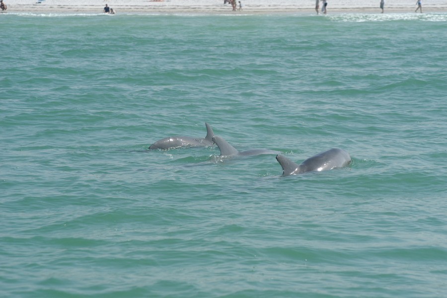 Squiggy the dolphin swimming in the Sarasota Bay.
