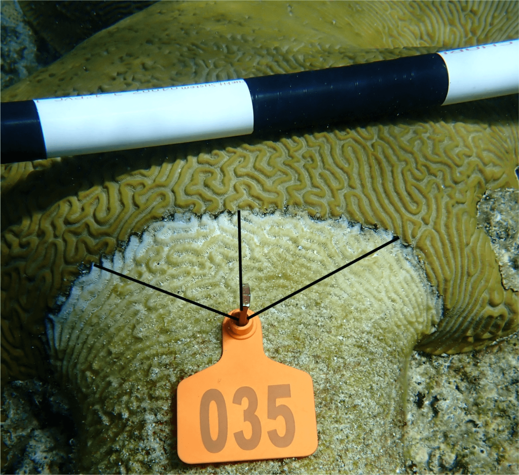 A coral with black band disease is measured for disease progression in a study by Mote and partners.