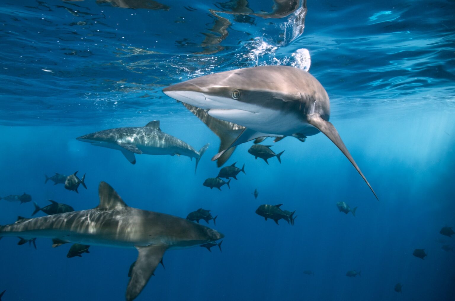 Multiple Sharks All together now: A shark conservation story from fall 2021 Mote ...