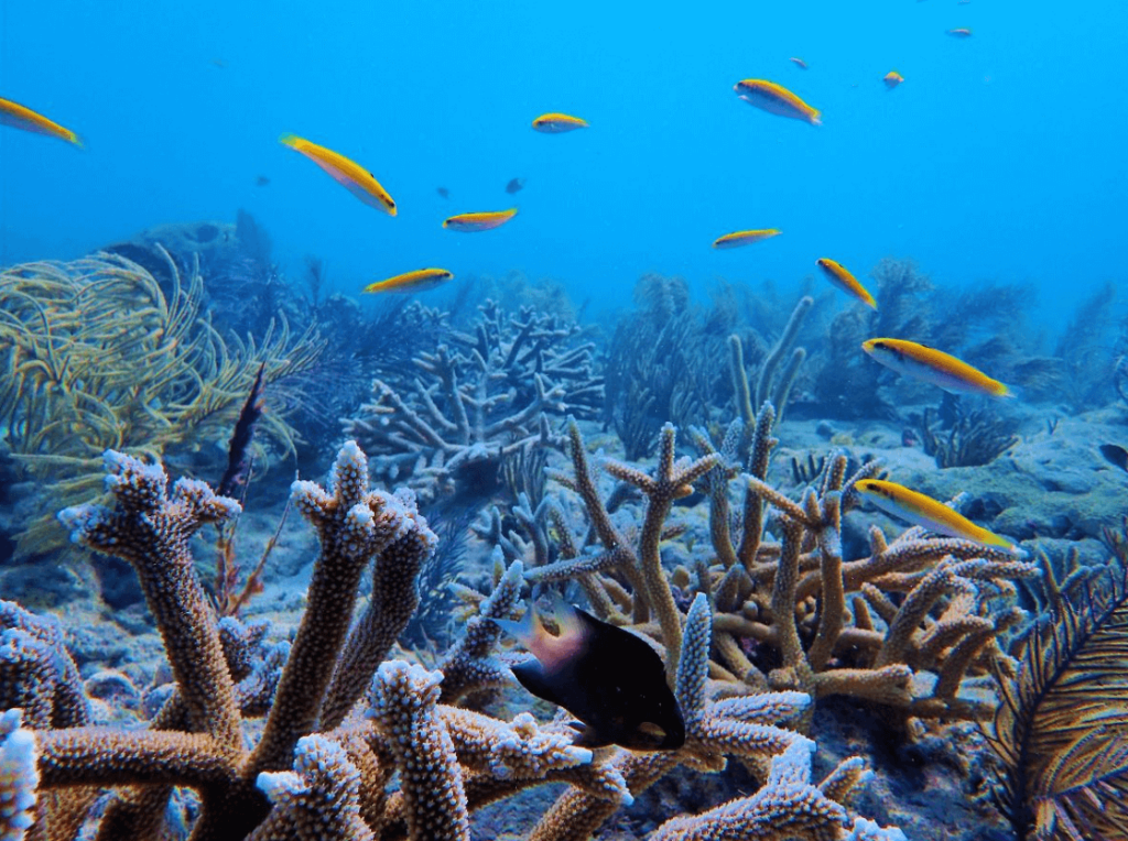 Staghorn coral, a species Mote is working to restore