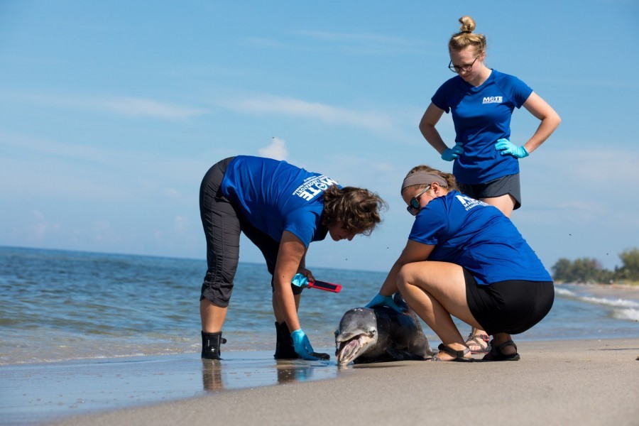 Mote's Stranding Investigations Program respond to a deceased dolphin on Aug. 21 on Manasota Key. Credit: Conor Goulding/Mote