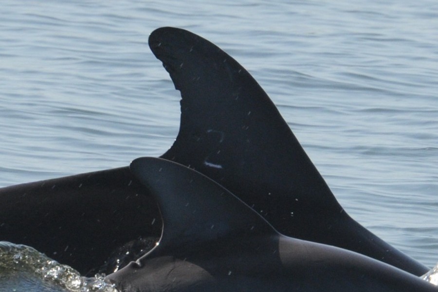Photo caption: Ginger, a Sarasota Bay resident bottlenose dolphin rehabilitated and released by Mote Marine Lab, swims with a calf that appears to be her first baby on Aug. 6 in Sarasota Bay. The 