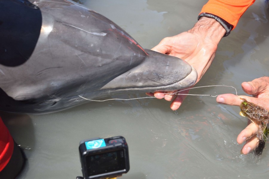 Entangled dolphin saved by scientists.