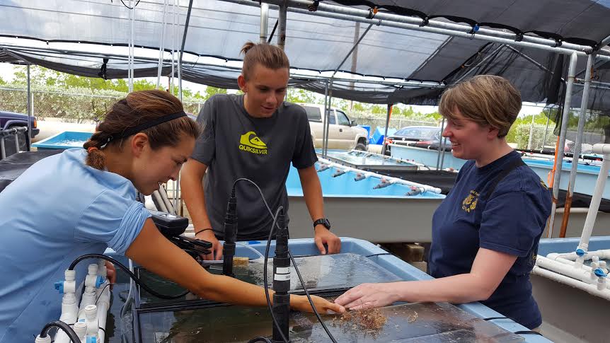 Mote scientists feeding sea urchins.