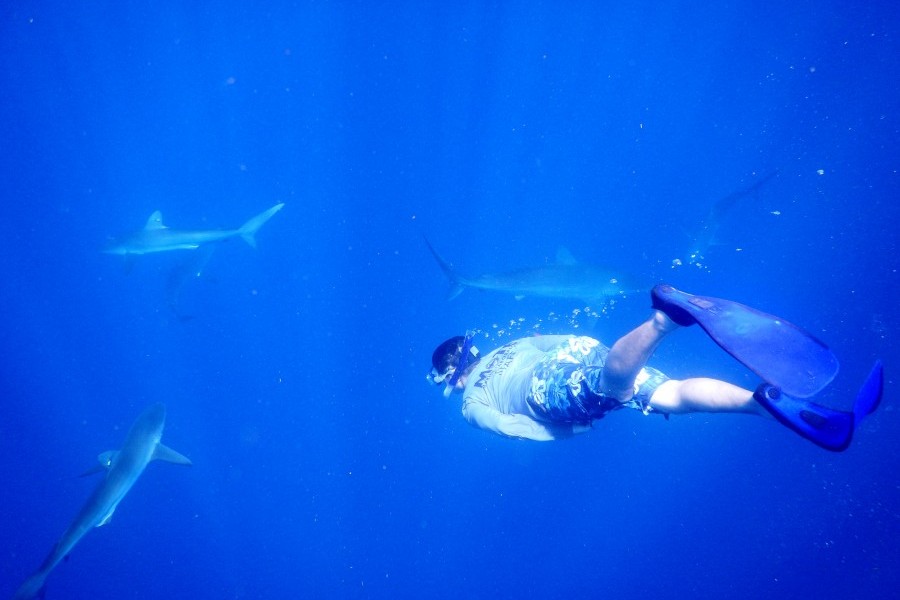 Mote scientists swims with school of sharks.
