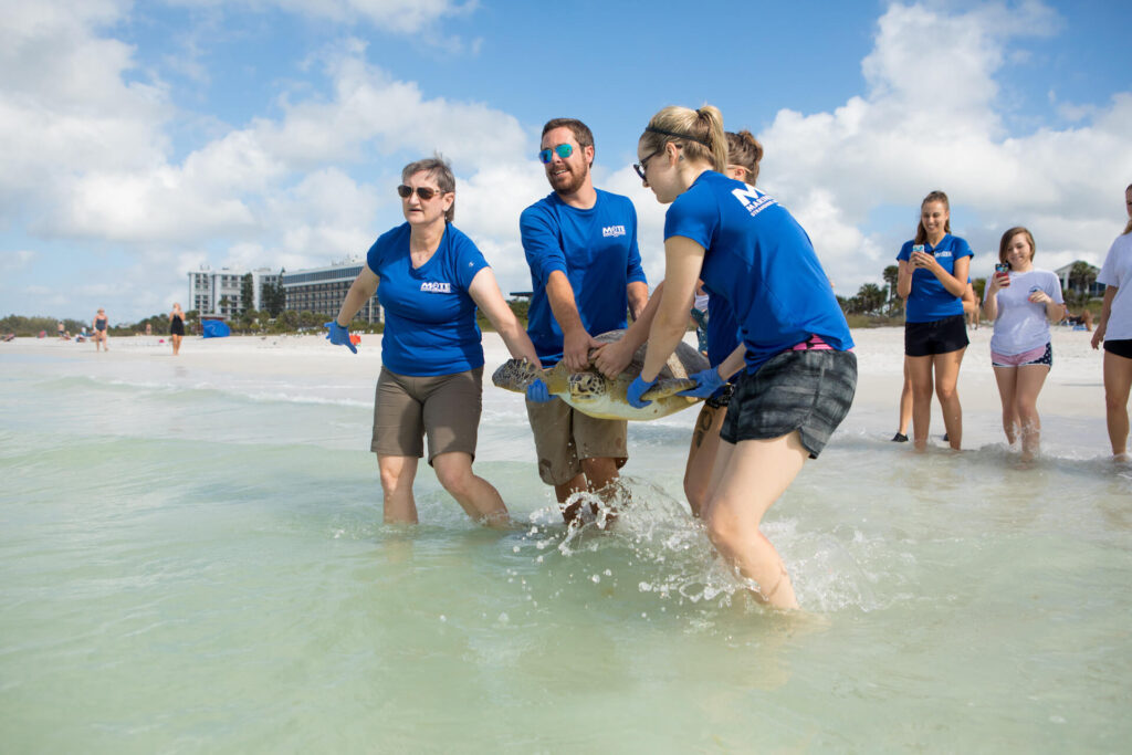Mote staff carry a sea turtle into the water at a southwest Florida beach, releasing the turtle after successful rehabilitation