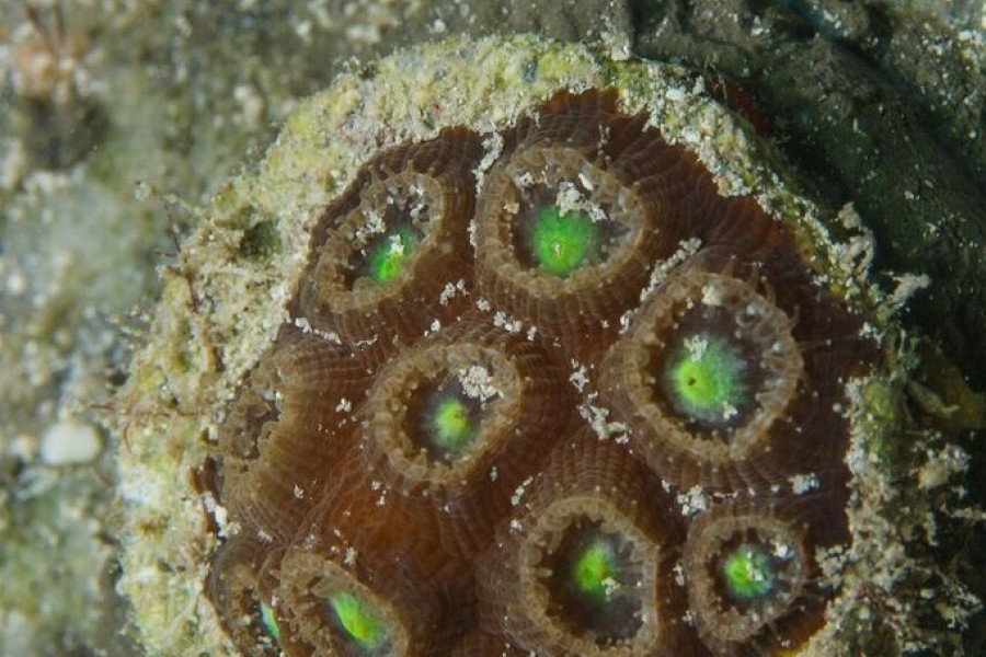 A reef building coral fragment planted in the Florida Keys waters by Mote Marine Laboratory scientists. Credit: Conor Goulding