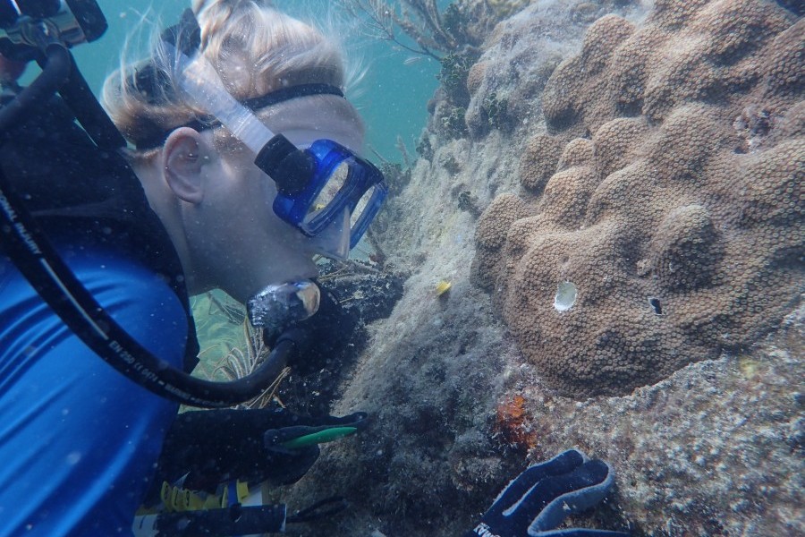 Dr. Hanna Koch visits Mote's restored mountainous star coral. Credit: Mote Marine Laboratory & Aquarium